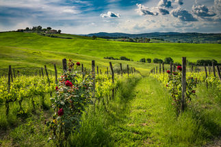 A vineyard path through the rolling countryside of Tuscany, Italy, featuring lush grapevines, colorful flowers, wooden fence posts, and scenic hills beneath a dramatic sky.