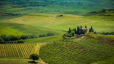 Rolling vineyards and olive groves in the countryside of Tuscany, Italy, featuring a secluded farmhouse, cypress trees, patchwork fields, and scenic hills under soft natural light.