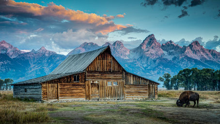Historic Mormon Row Barn in Grand Teton National Park, Wyoming, with the snow-capped Teton Range in the background, dramatic evening clouds, and a grazing bison in the foreground.