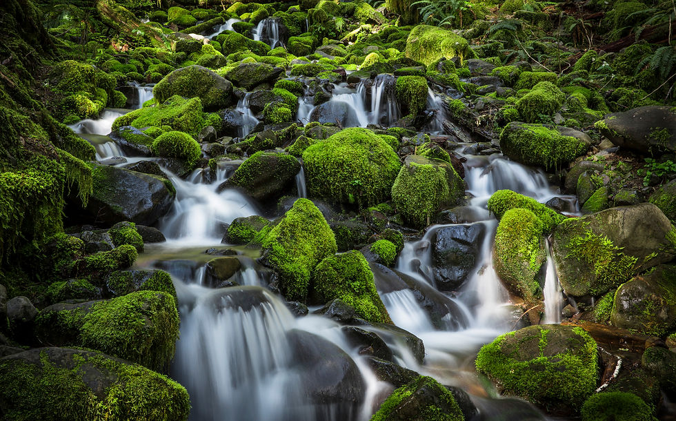 Long-exposure photograph of a moss-covered forest waterfall captured during a Randy Van Duinen landscape photography workshop