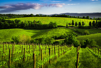 Rows of vineyards across the rolling hills of Tuscany, Italy, featuring lush green grapevines, cypress trees, and scenic countryside beneath a dramatic sky.