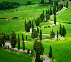 A winding road lined with cypress trees through the rolling green hills of Tuscany, Italy, showcasing the region's iconic countryside and scenic rural landscape.