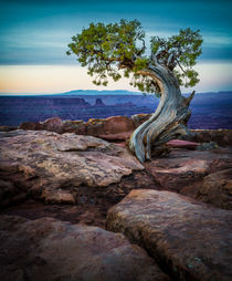 A twisted ancient juniper tree growing on the rocky cliffs of Dead Horse Point State Park in Utah, overlooking the dramatic canyon landscape beneath a colorful evening sky.