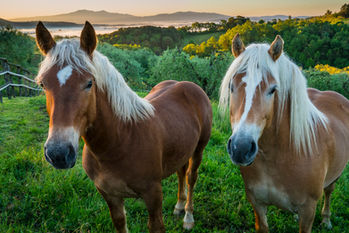 Two horses standing in a grassy pasture in the rolling countryside of Tuscany, Italy, with vineyards, wooded hills, and warm evening light in the background.