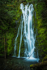 Madison Falls in Olympic National Park, Washington, cascading into a tranquil pool beneath towering evergreen trees and surrounded by lush forest vegetation.