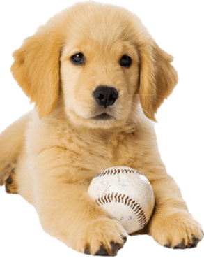 dog.png