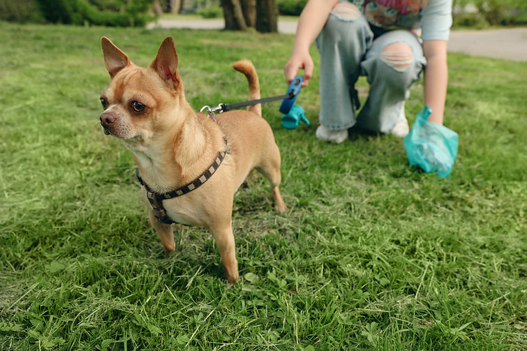 WomanPickingupdogpoopwithdog-2048x1366.jpg