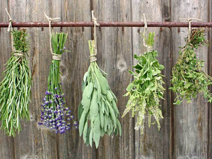 Herbs in the Burbs!