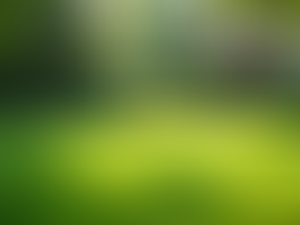 Streamlining Lawn Care Services for Dog Owners in OKC: What You Need to Know