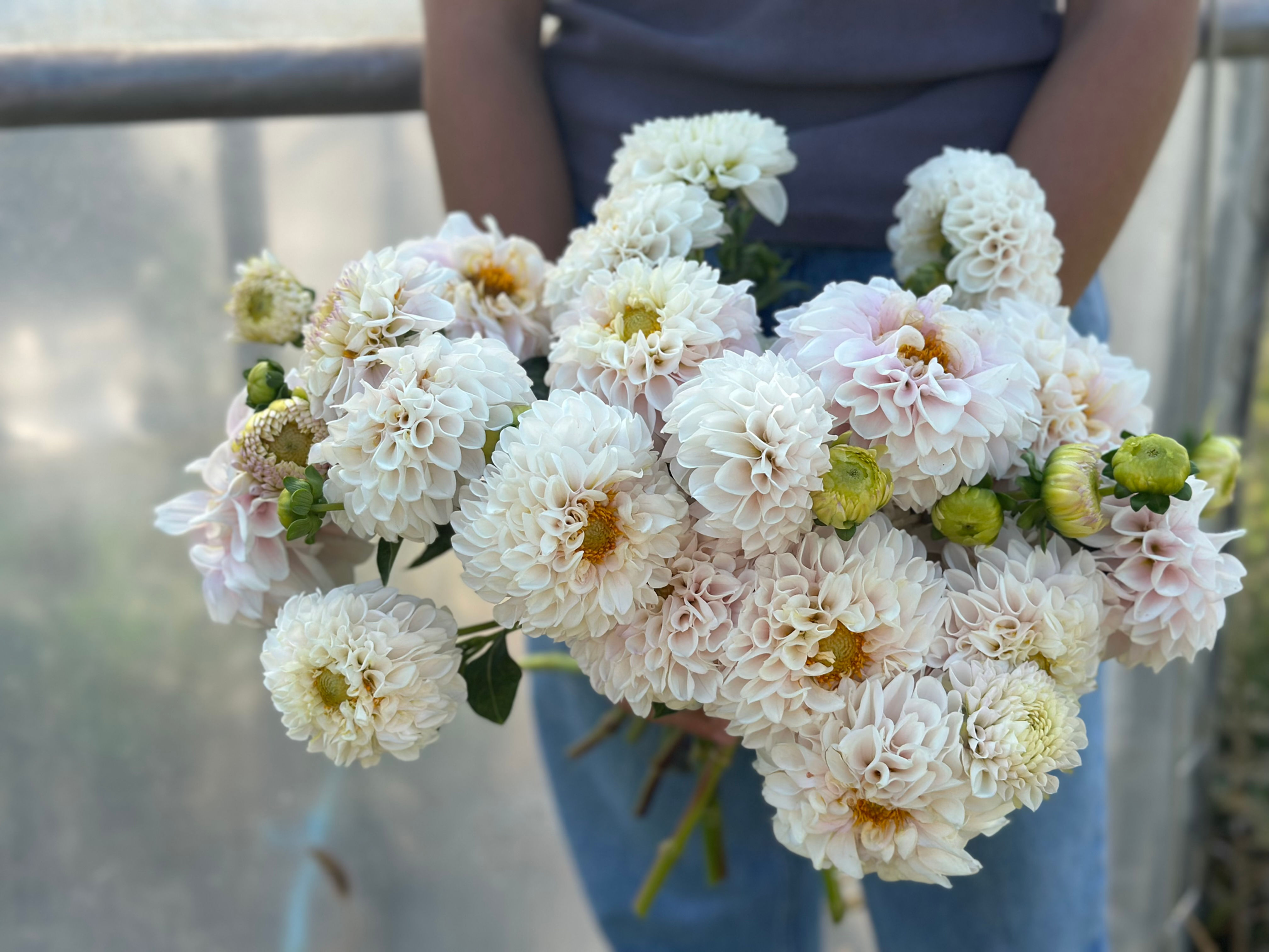 Pink Pearl Dahlia Tuber