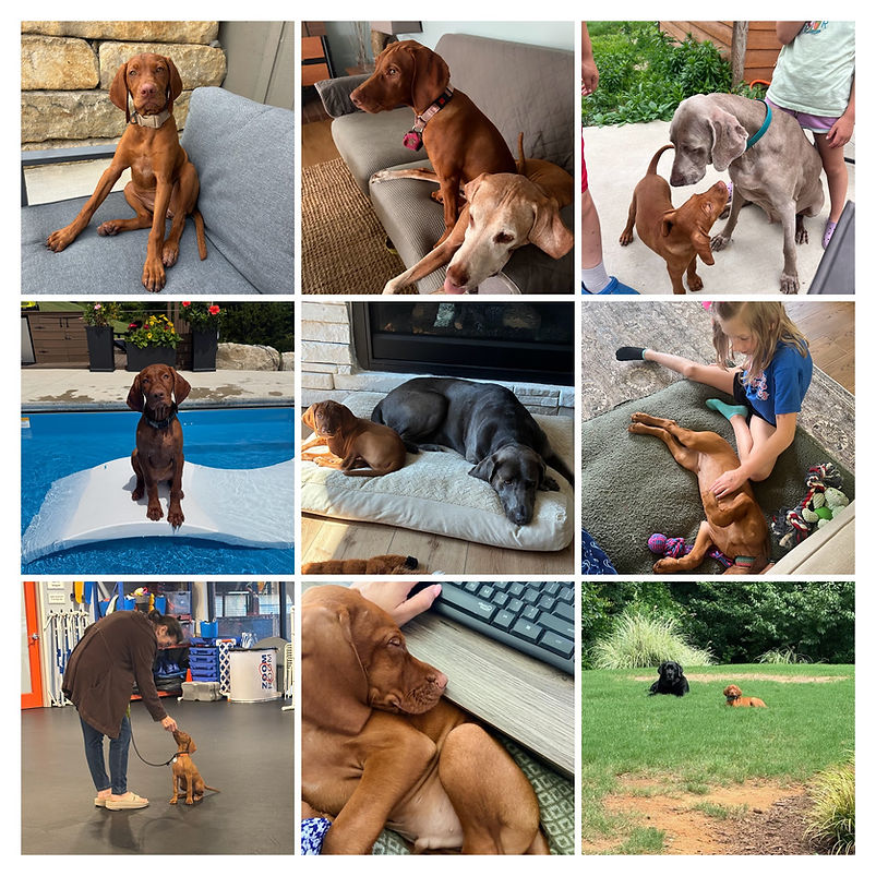 IMG_20260604_232904-COLLAGE.jpg
