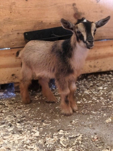 Baby buckling goat