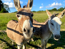 Little Tail Farms Donkey