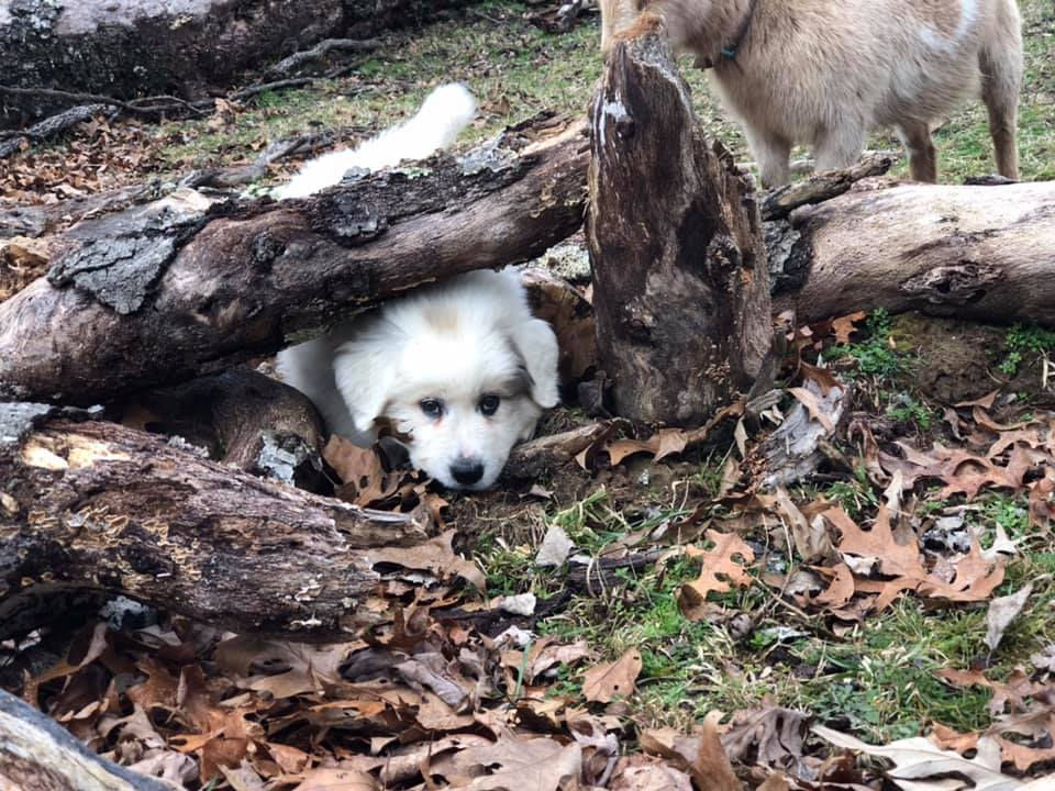 Puppy peaking from a log