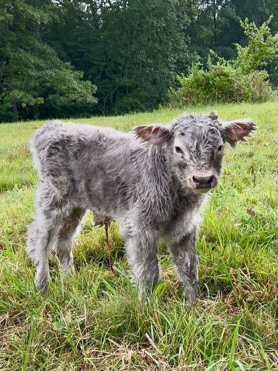 Draven Highland Bull Calf
