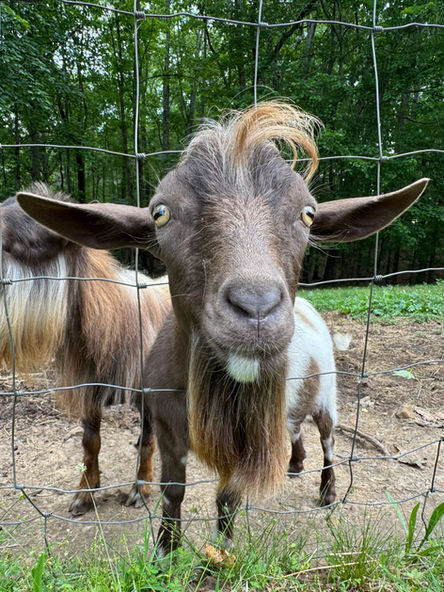 Elvis