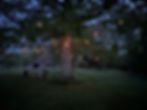 Evening Gathering Tree