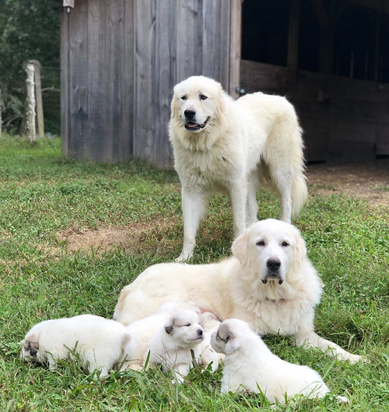 Guard Dogs Dogs For A Small Yard Small Guard Non Aggressive Guard