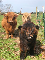 Little Tail Farms Highland Cow