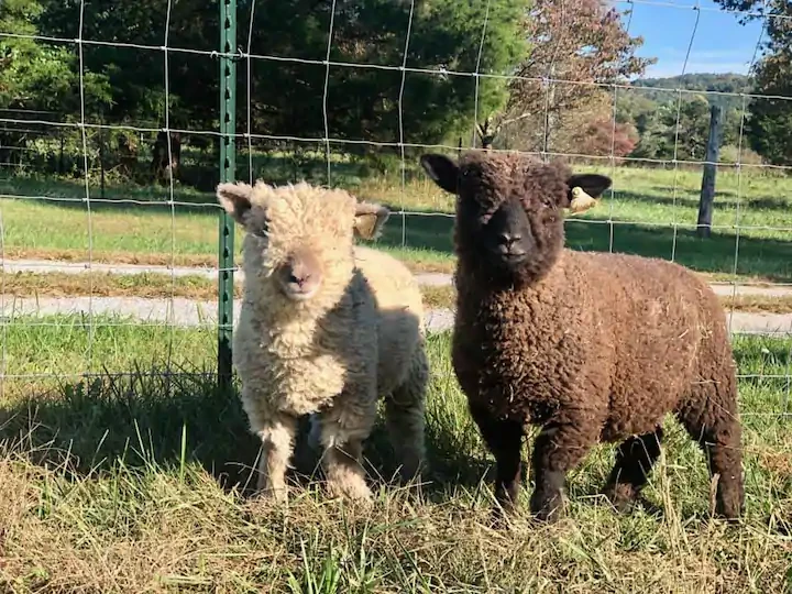 Little Tail Farms Babydoll Sheep
