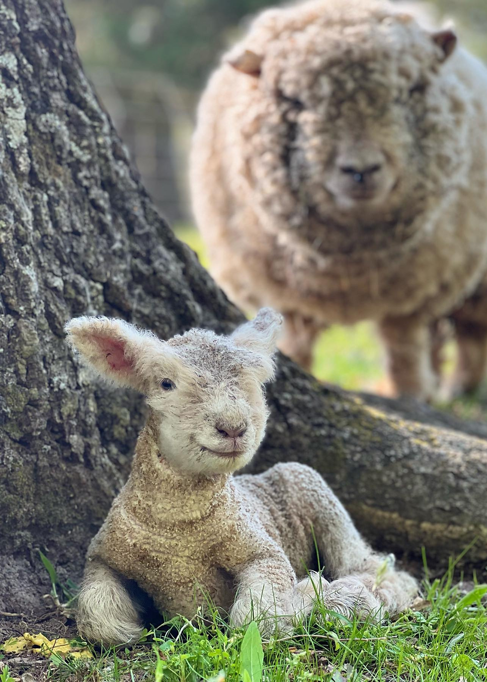 Lamb tucked into a tree with Mom looking over her