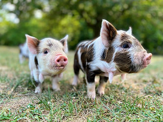 Little Tail Farms Kune Kune Pig