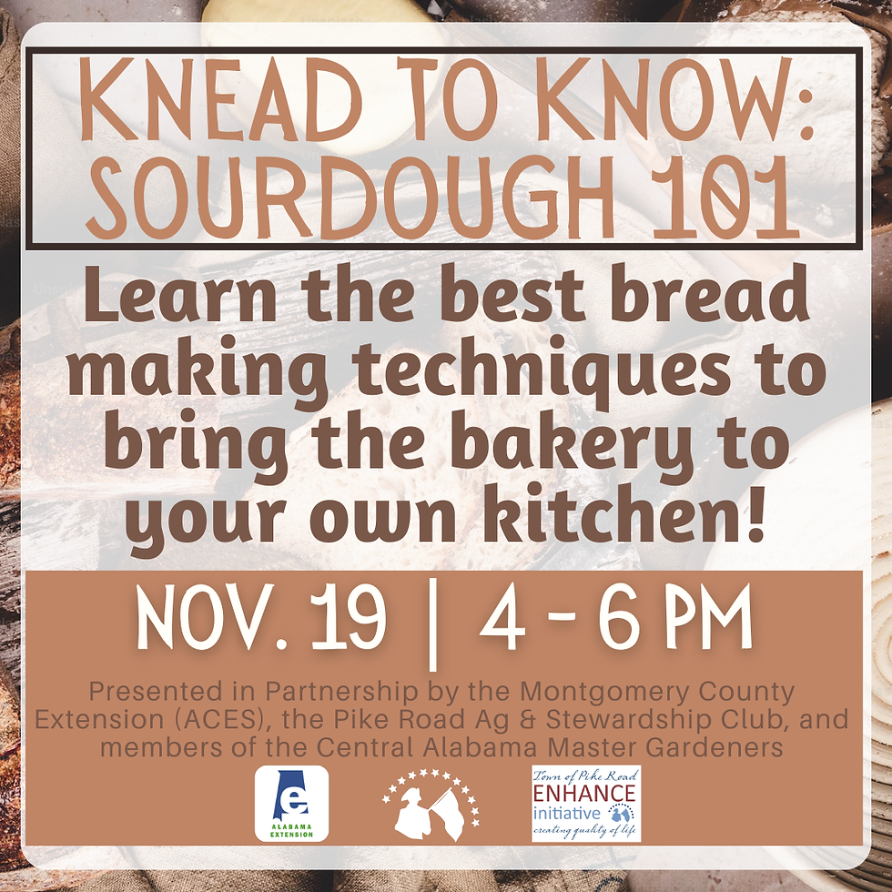 KNEAD to Know: Sourdough 101