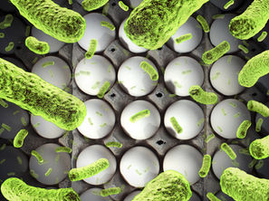LA SALMONELOSIS