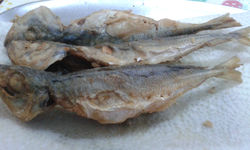 Peixe - Carapau