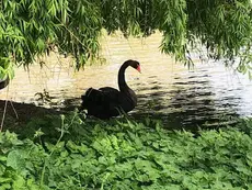 A black swan swimming in a tranquil pond.