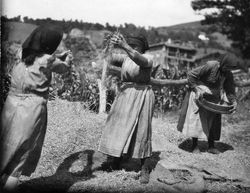 LABRADORA _ Mujeres rompiendo espigas y aventando con el vano (AST)