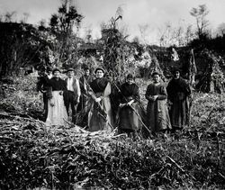 RECOGIENDO MAIZ (AST)