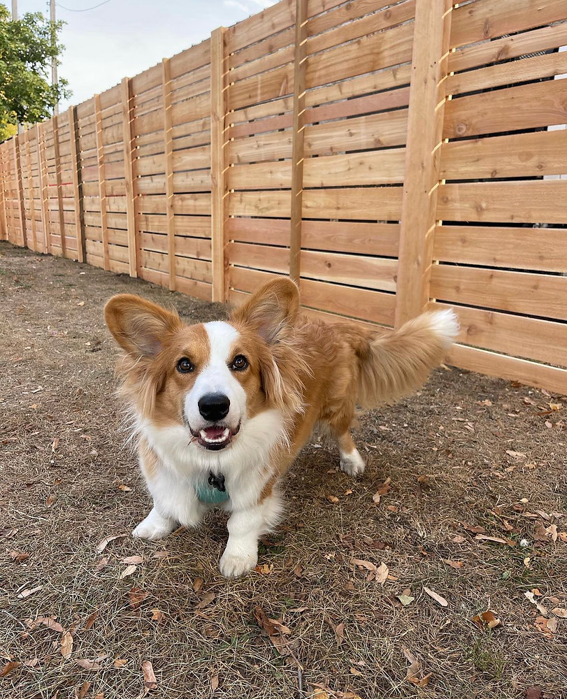 What Type of Fence do I Need for my dog?
