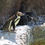 Thumbnail: Photography Zoo Animals 3 (Seals, Penquins)