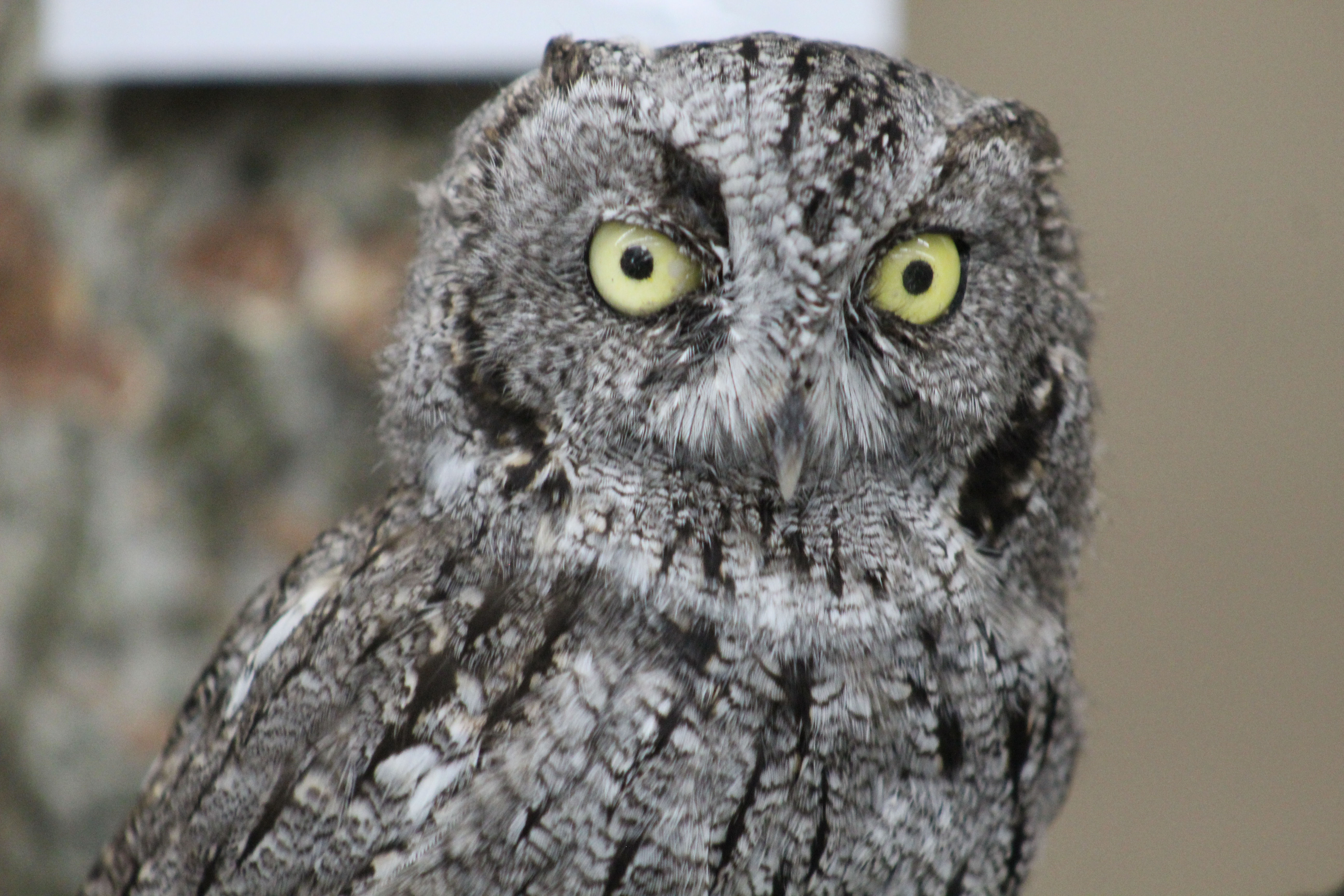 Photography Owls