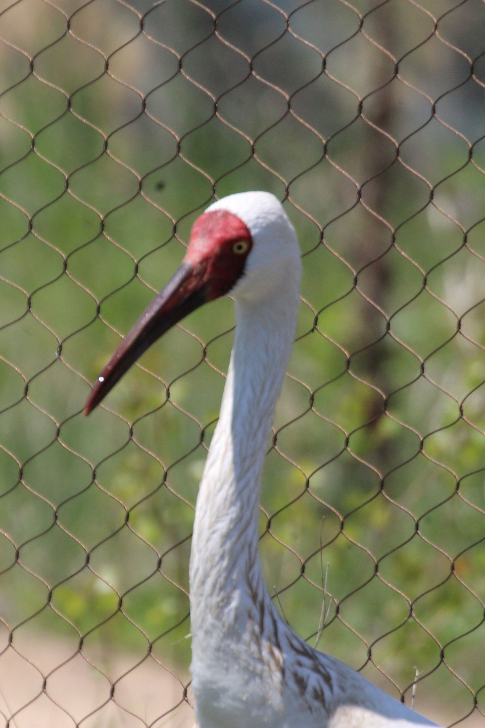 Thumbnail: Photography Herns