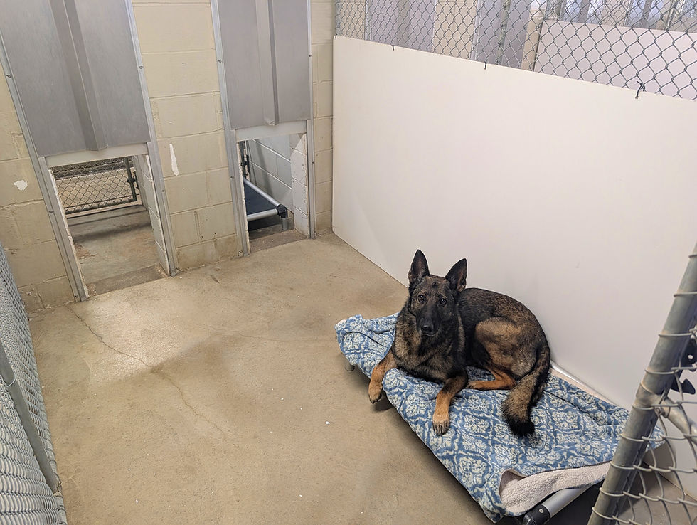 German Shepherd dog laying in large boarding area