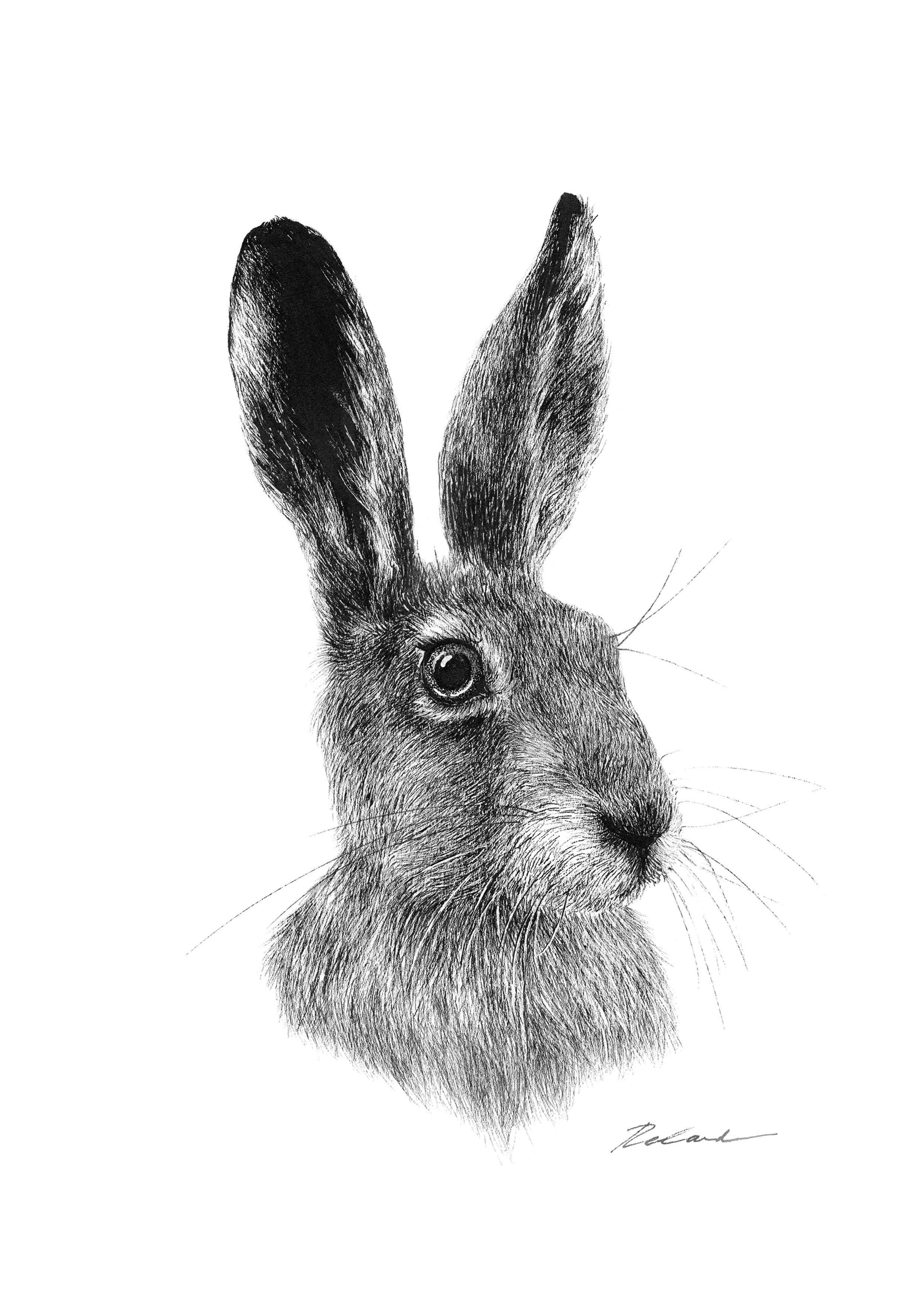 Hare portrait - PRINT