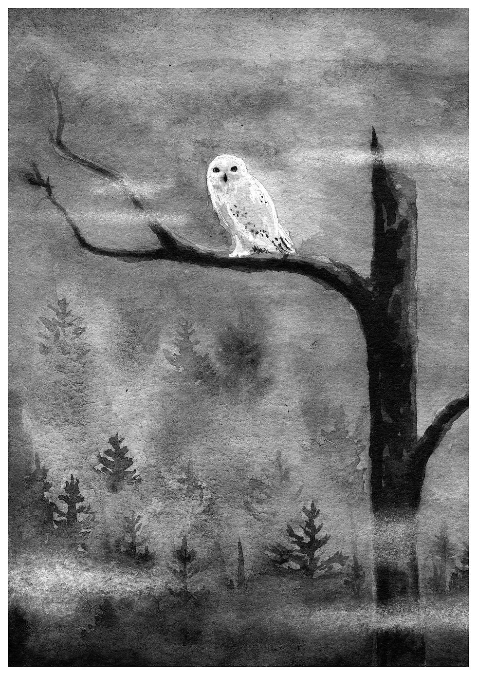 Owl - Giclée Print