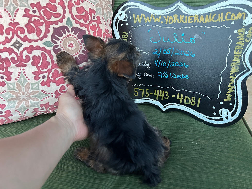 Thumbnail: “Julio” Male Yorkie, Born: 02/05/2026, Ready: 04/10/2026