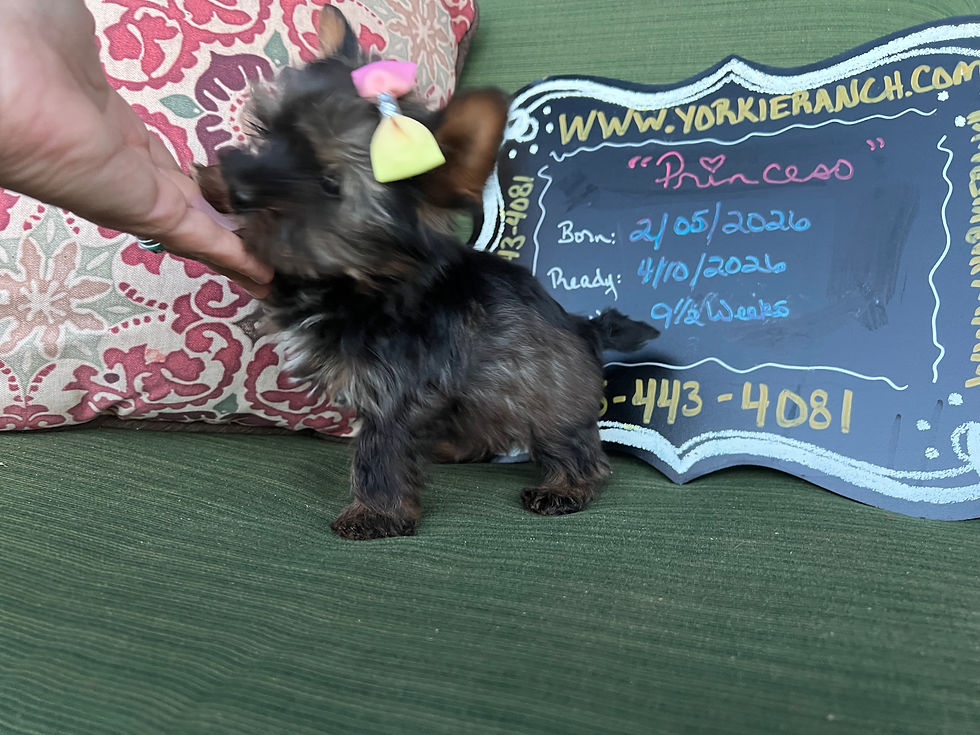 Thumbnail: “Princess” Female Yorkie, Born: 02/05/2026, Ready: 04/10/2026