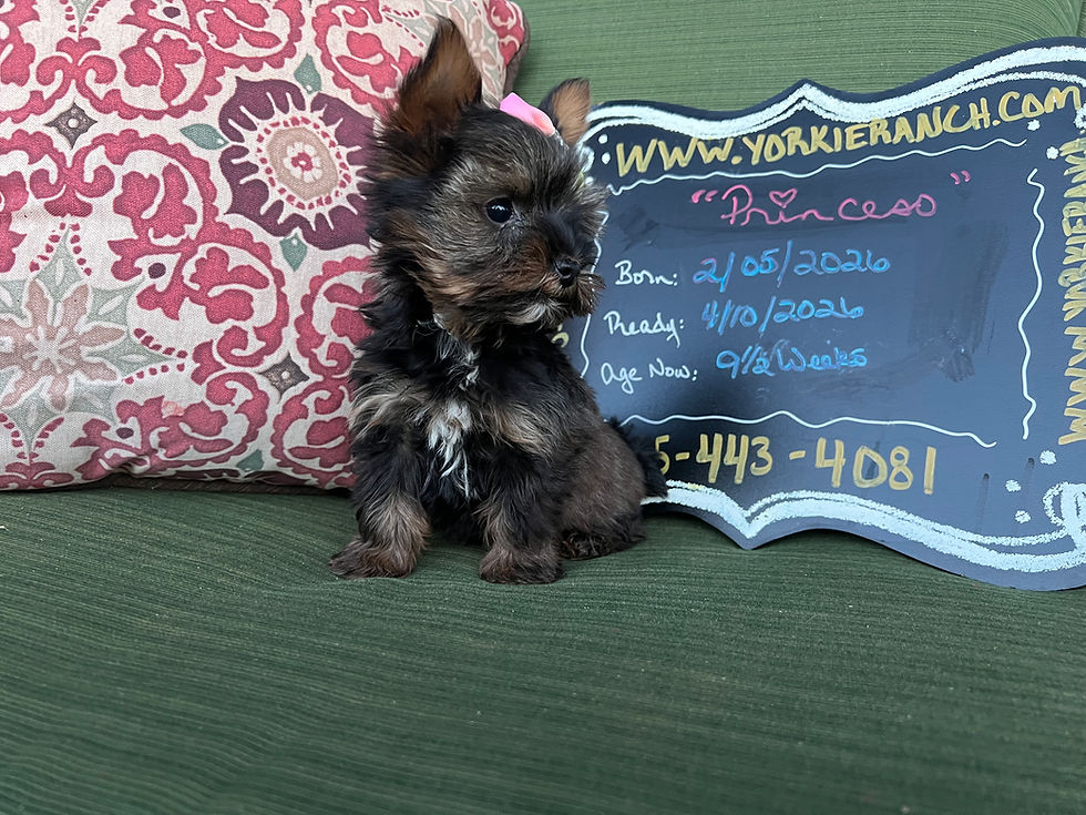 Thumbnail: “Princess” Female Yorkie, Born: 02/05/2026, Ready: 04/10/2026