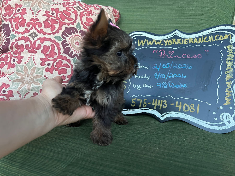 Thumbnail: “Princess” Female Yorkie, Born: 02/05/2026, Ready: 04/10/2026