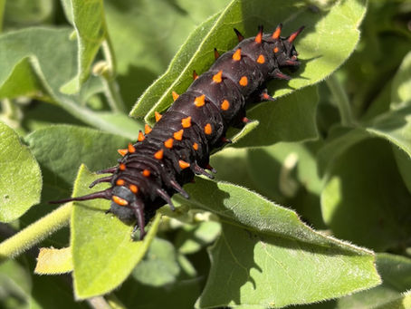 California Pipevine Swallowtail (Battus philenor hirsuta)