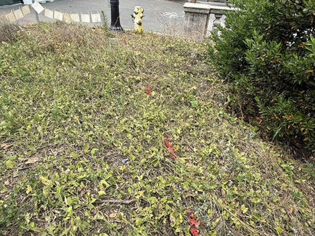 What UC Berkeley's Pipevine Replanting Plan Leaves Out