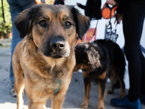 Zvířata jsou v našich službách vítána