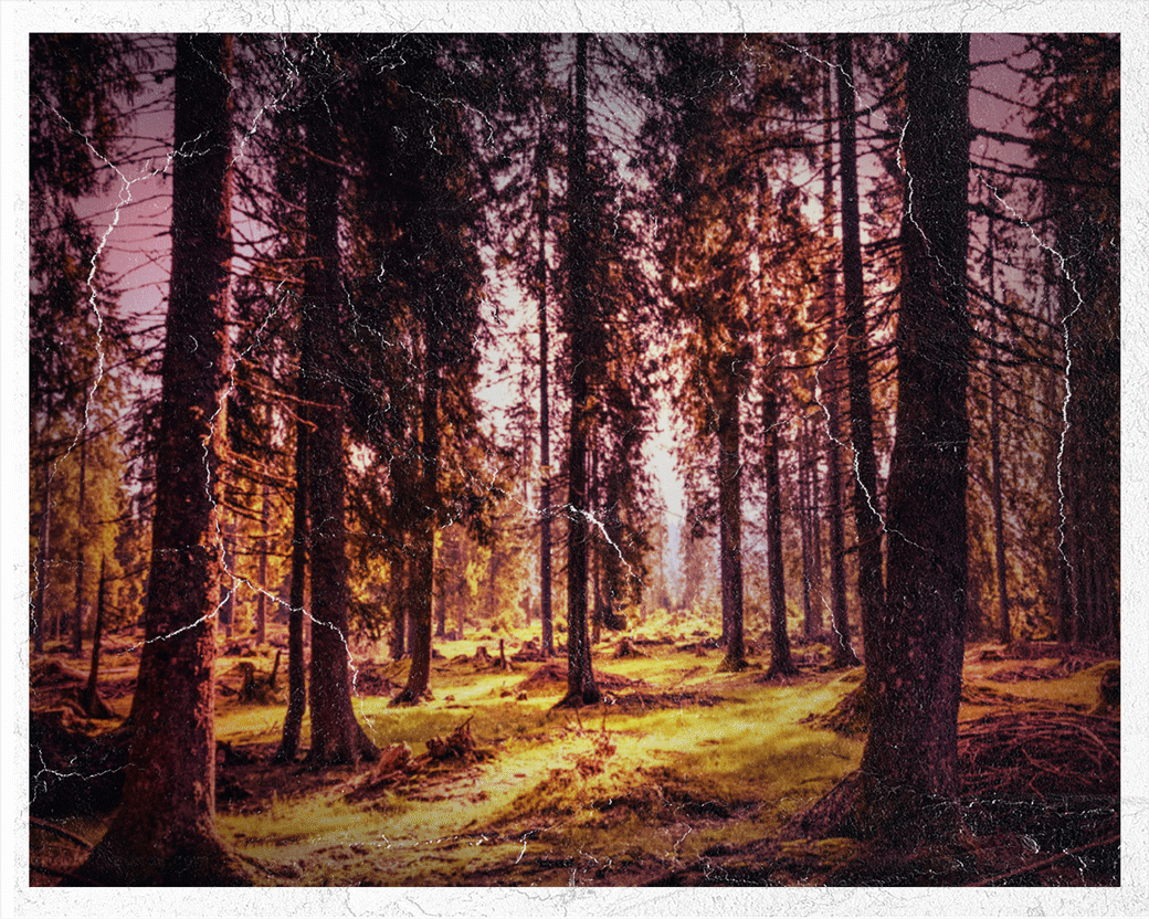 Vintage-Photo-Woods.gif