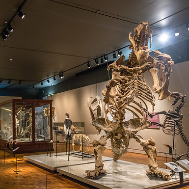 Museu_de_Zoologia_da_Universidade_de_São_Paulo_(02).jpg