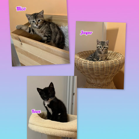 Nico, Jasper et Knox