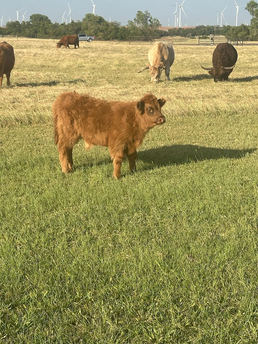 calf.jpg